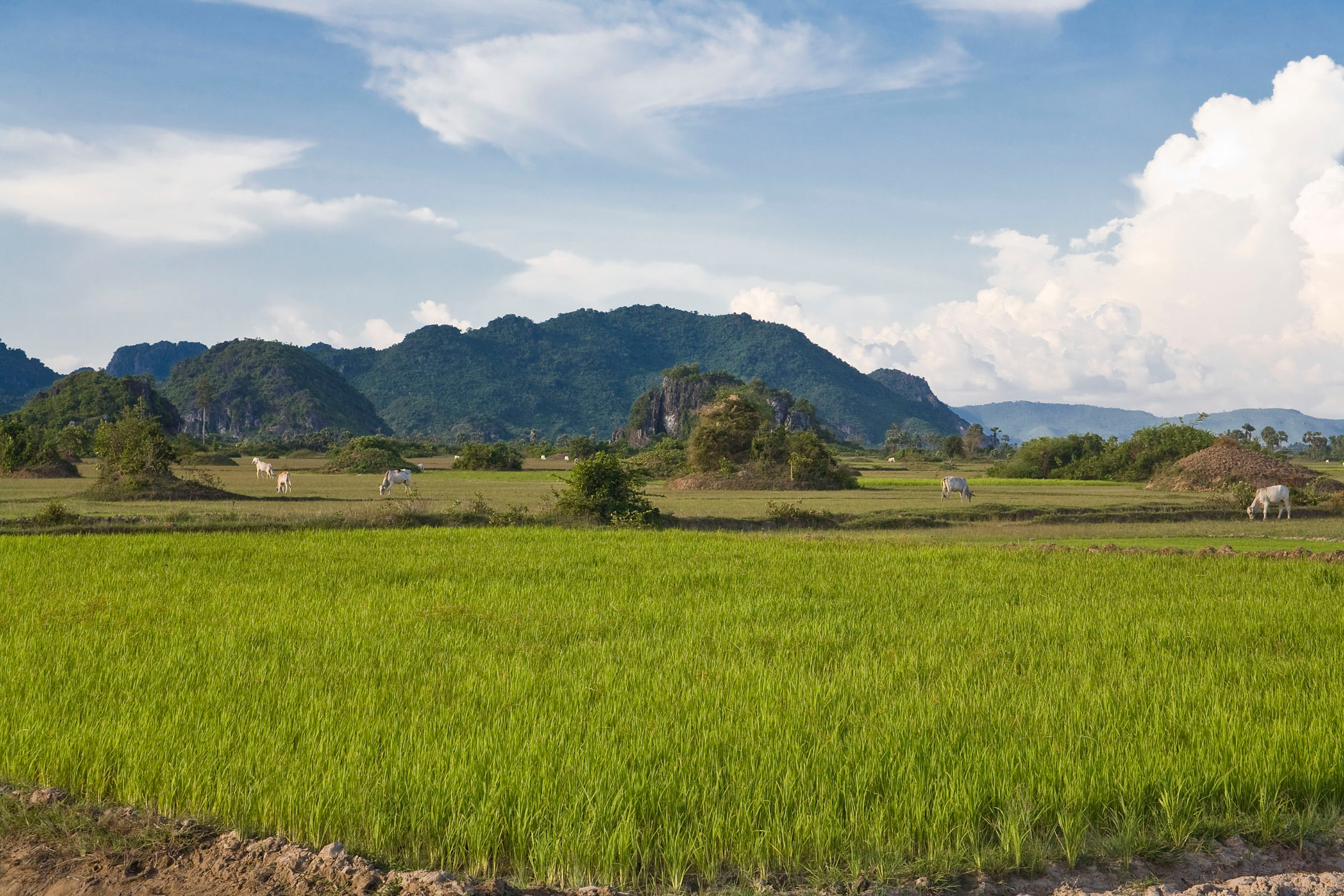 Cambodian landscape of lush green rice fields and cliffs