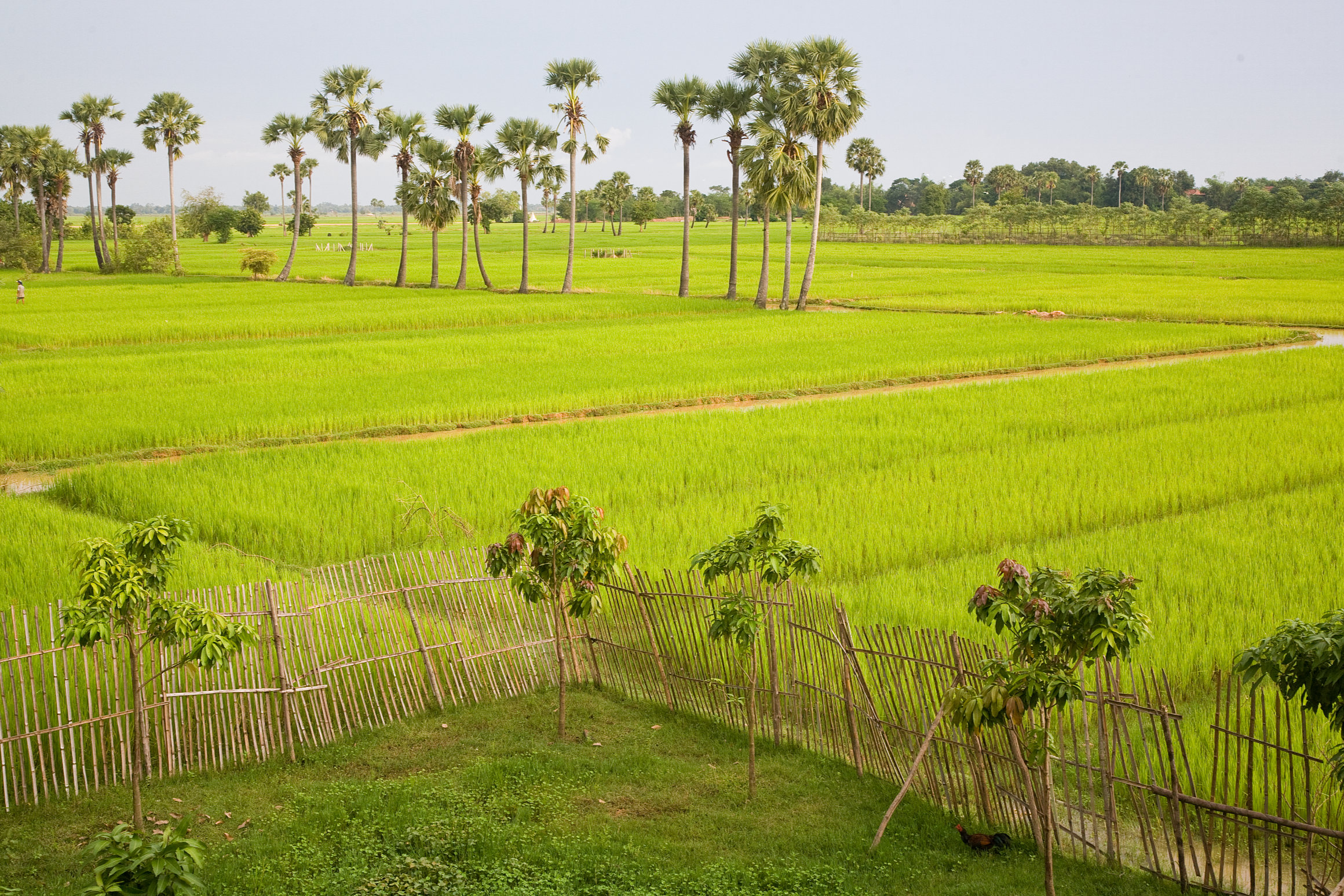 Cambodian landscape of lush green rice fields and palm trees