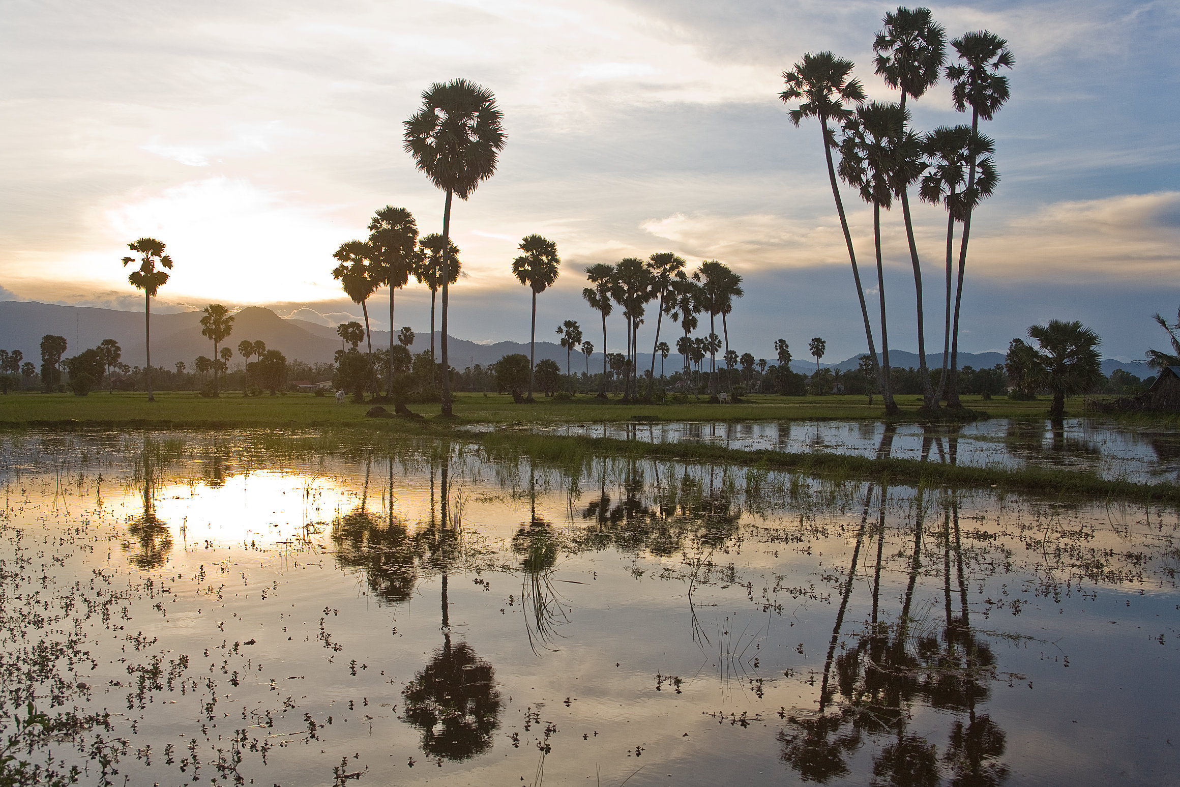 Palm trees reflected in a rice field, Cambodia