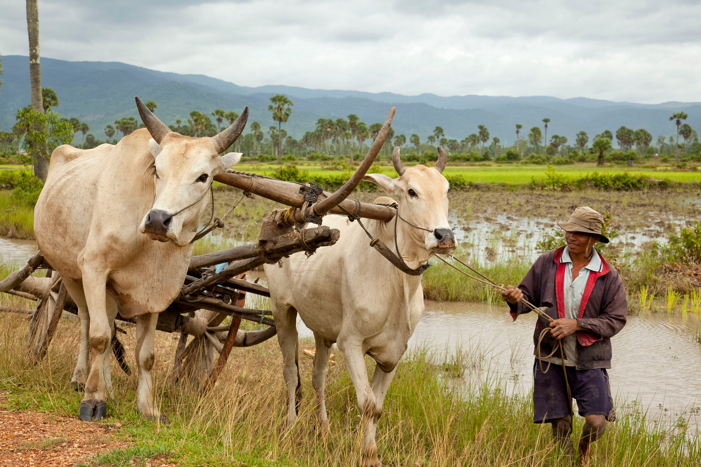 Cambodian oxcart and farmer